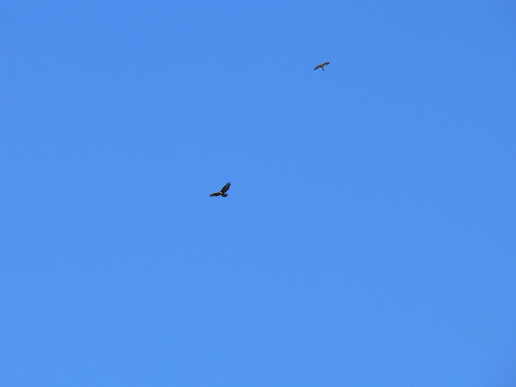 urla disumane dal cielo